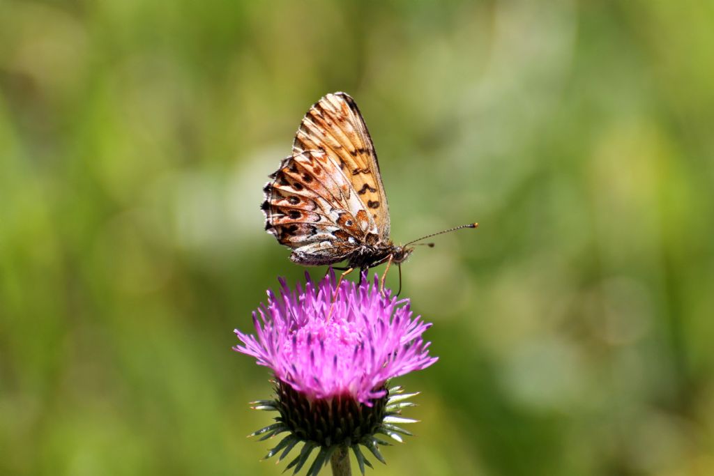 Boloria? S, Boloria (Clossiana) titania